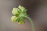 Common cinquefoil